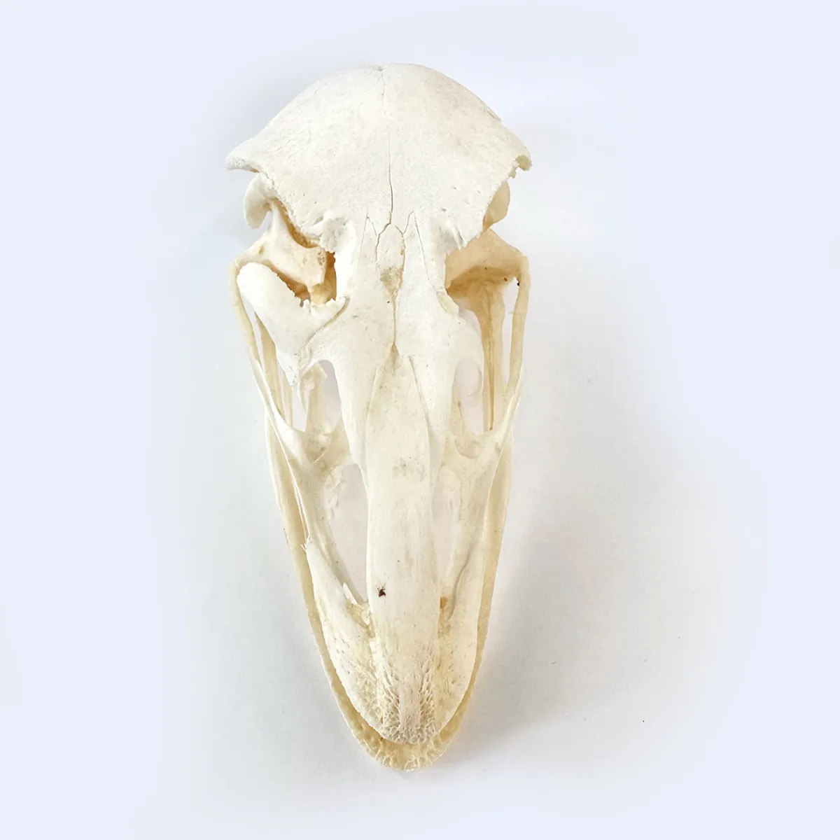 Real Ostrich Skull