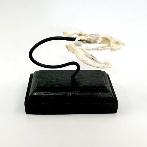 Asian Vine Snake Real Skull