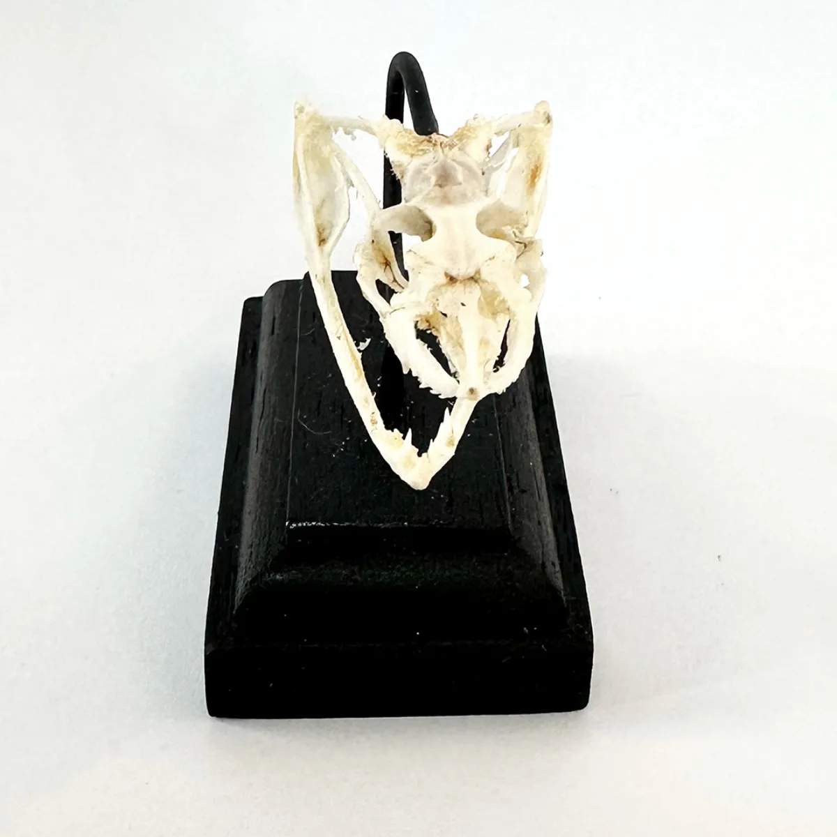 NH3312 Asian Vine Snake Real Skull