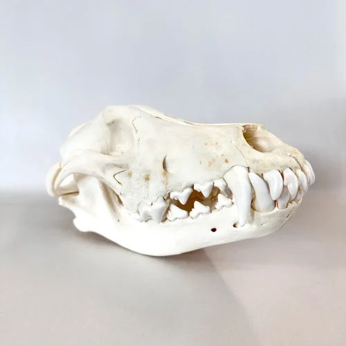 Real Wolf Skull
