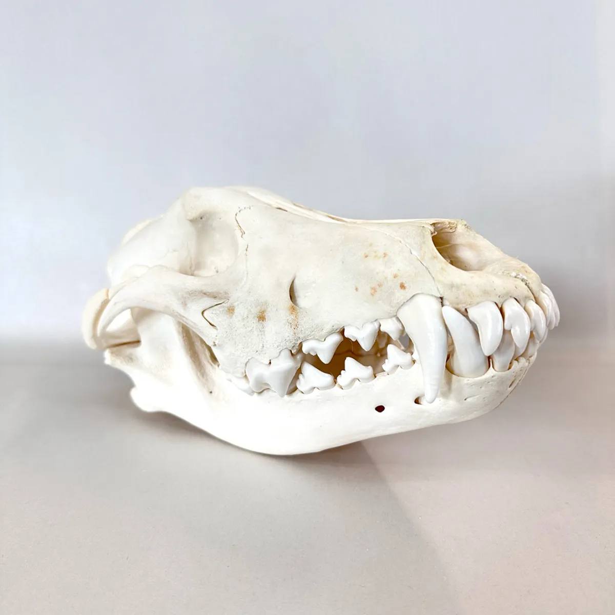 NH3321 Real Wolf Skull