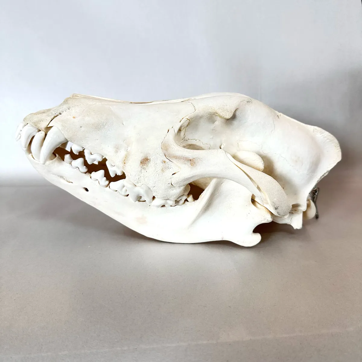 NH3322 Real Wolf Skull