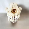 NH3323 Real Wolf Skull