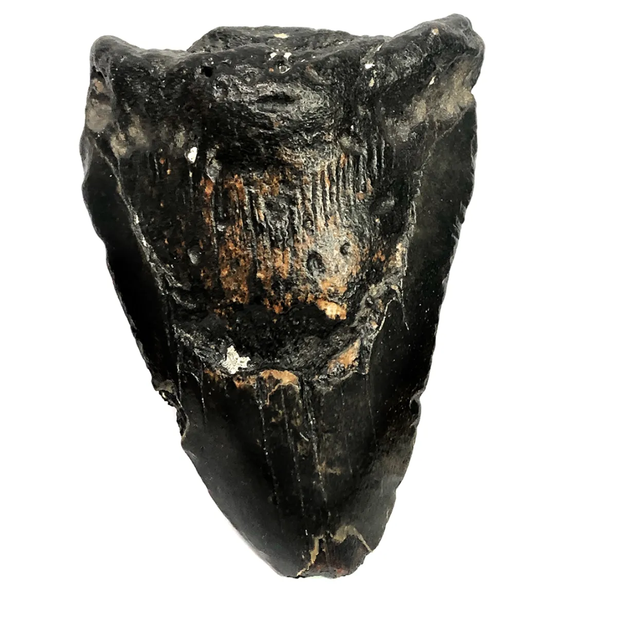 NH3331 Fossilized Megaladon Shark Tooth