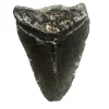 NH3332 Massive Meg Tooth