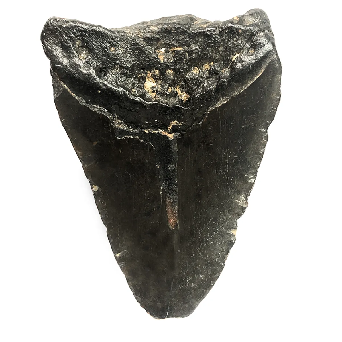 NH3332 Fossilized Megaladon Shark Tooth