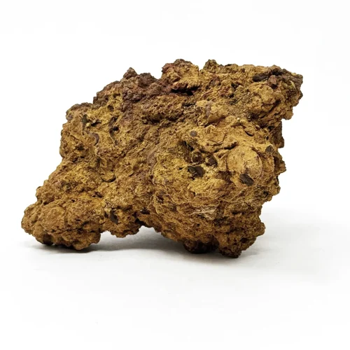 Natural Real Coyote Skull
