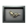 NH337 Natural Real Ram Skull