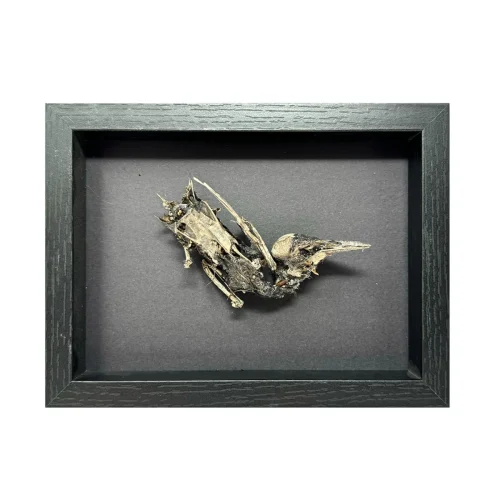 Memento Mori Tribute Art Desiccated Bird
