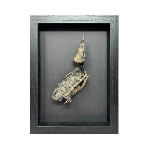 Memento Mori Tribute Art Desiccated Bird