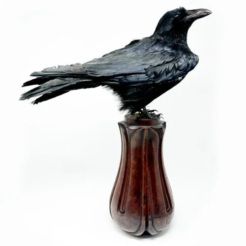 Real Taxidermy Crow