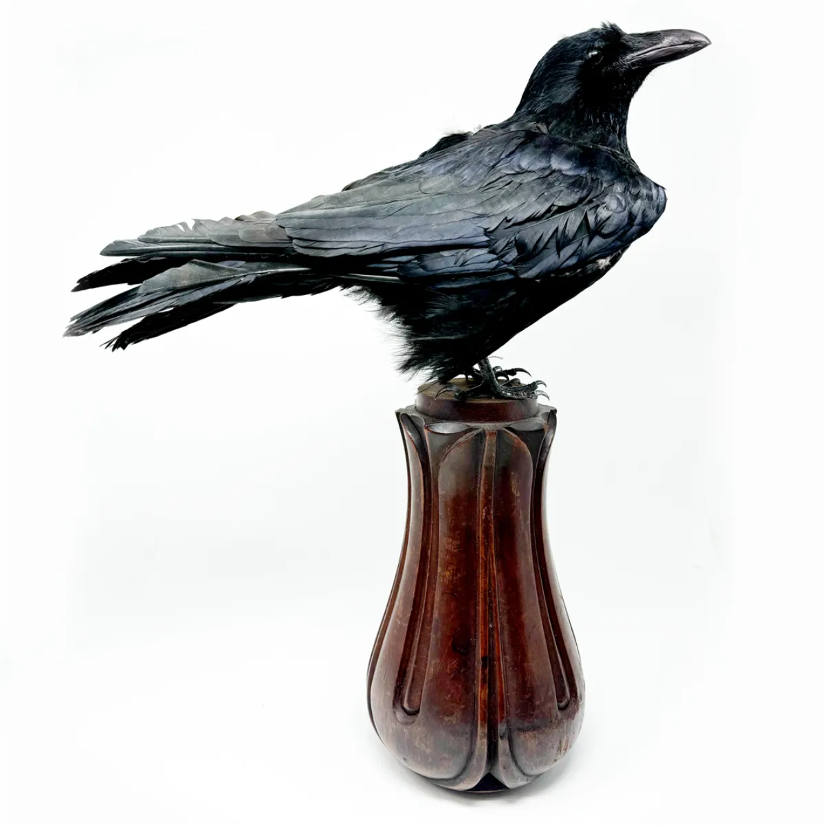 Real Taxidermy Crow