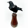 Real Taxidermy Crow