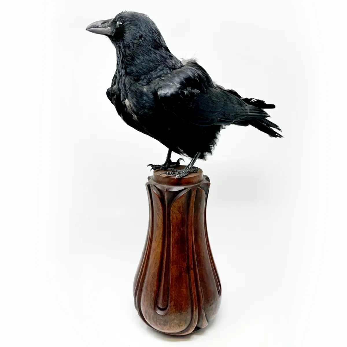 Real Taxidermy Crow