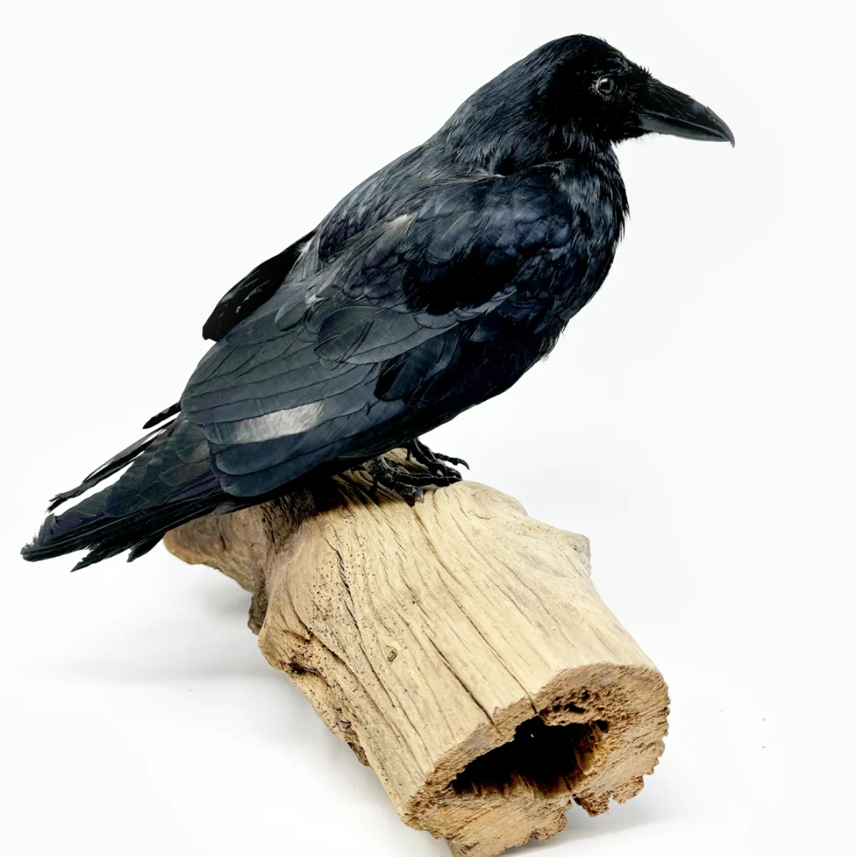 Real Taxidermy Crow