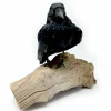 Real Taxidermy Crow