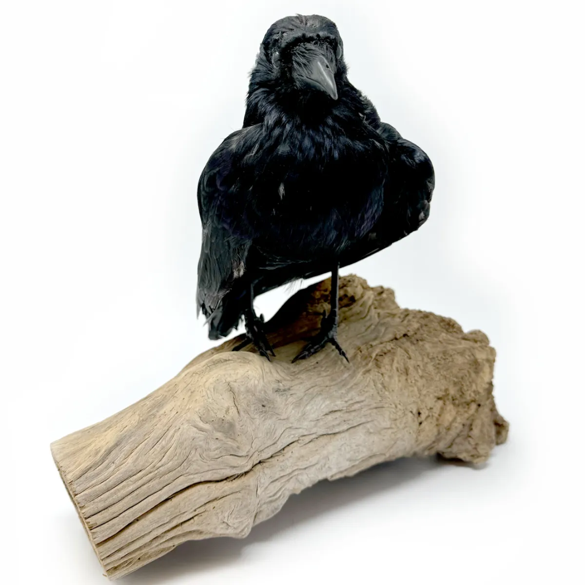 Real Taxidermy Crow