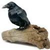 Real Taxidermy Crow