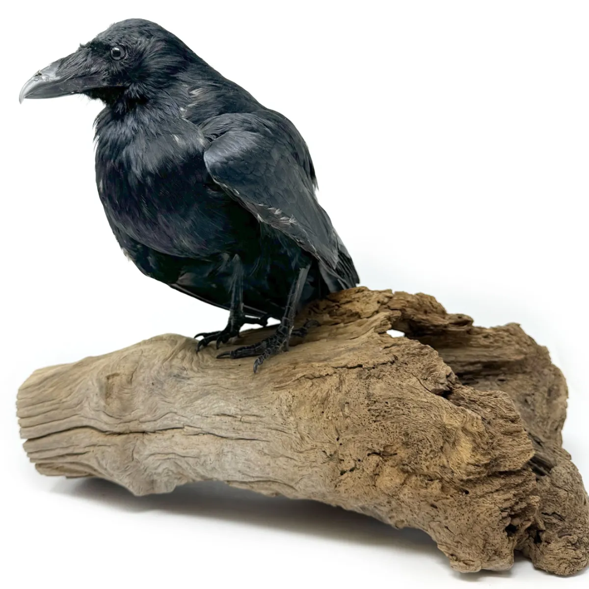 Real Taxidermy Crow