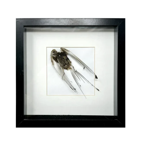 Angelic Skeletal Bird In Flight