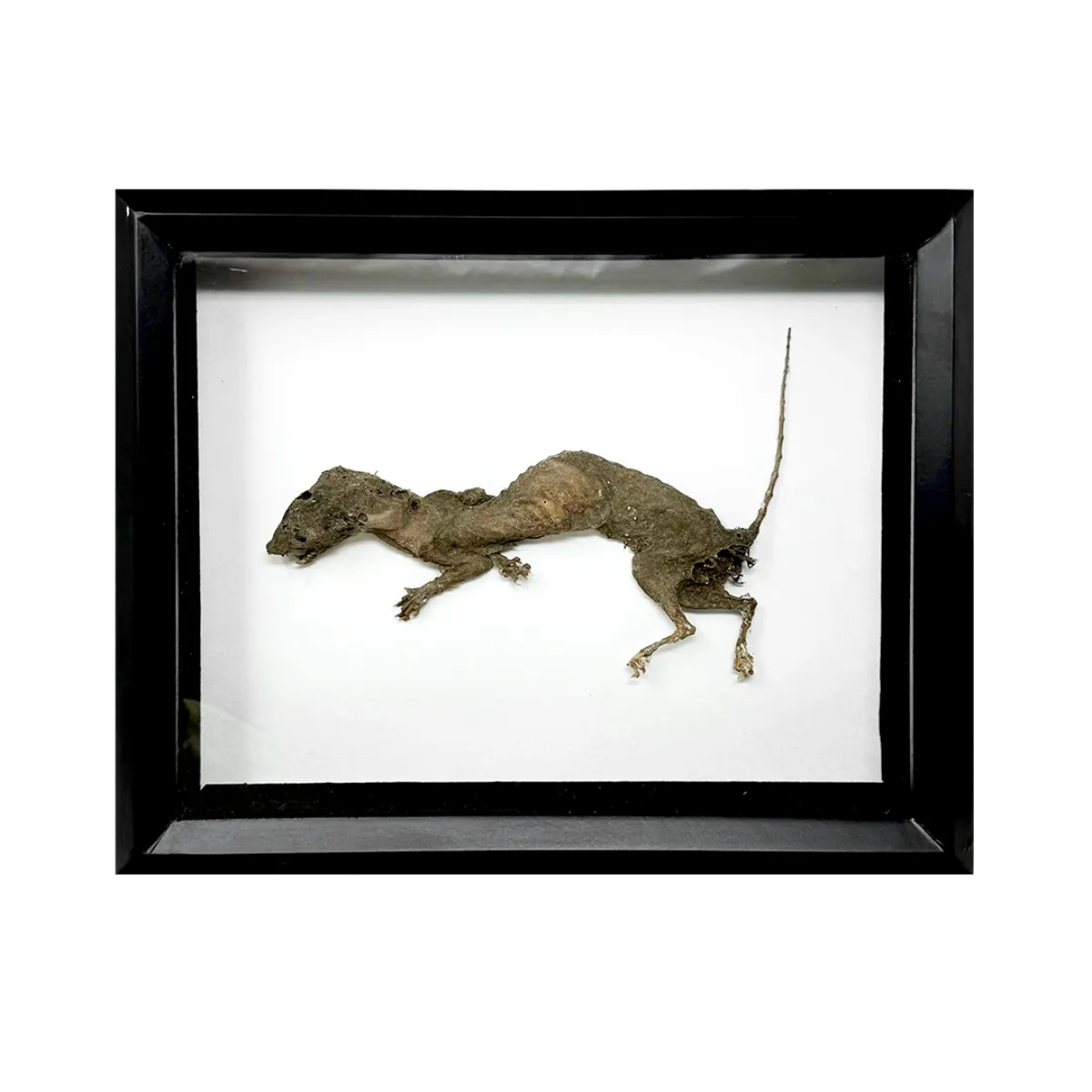 NH348 Naturally Mummified Stoat