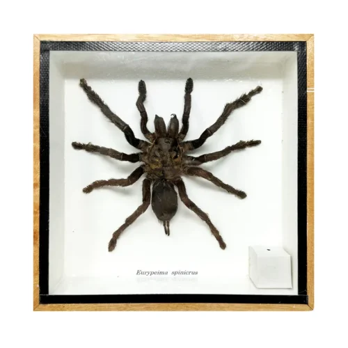 Real Taxidermy Tarantula Spider