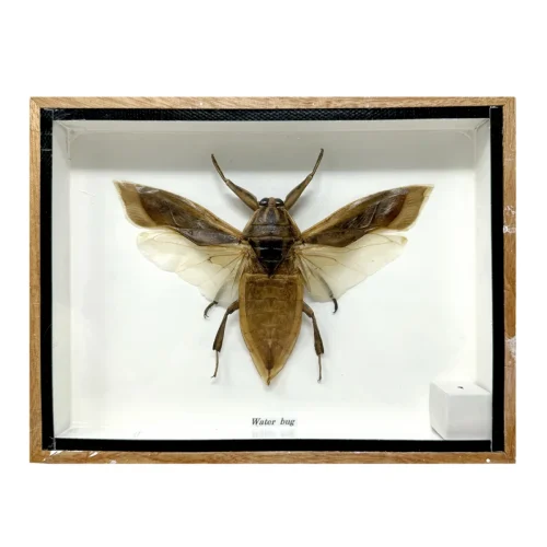 Giant Water Bug Taxidermy