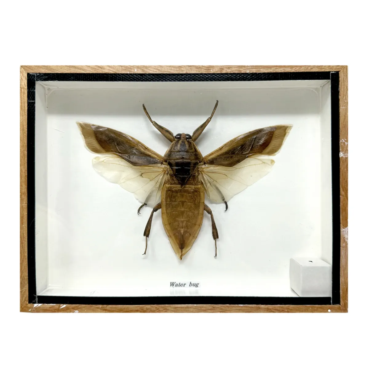 NH350 Giant Water Bug Taxidermy