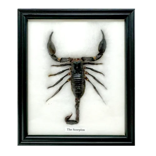 Giant Thai Forest Scorpion Real Taxidermy