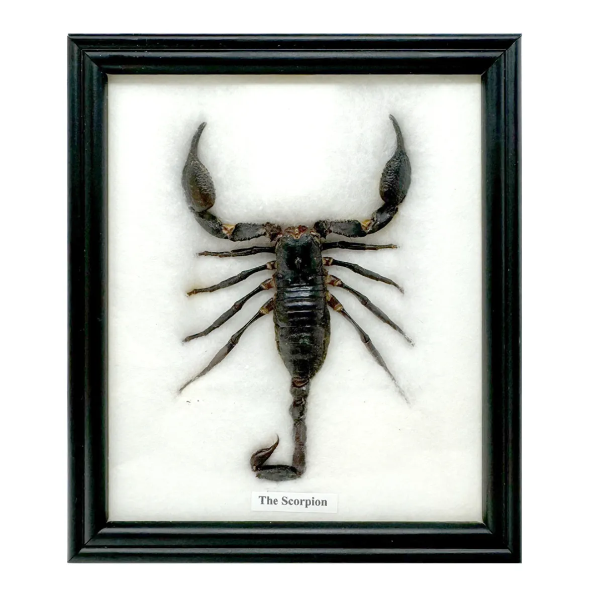 Giant Thai Forest Scorpion Real Taxidermy