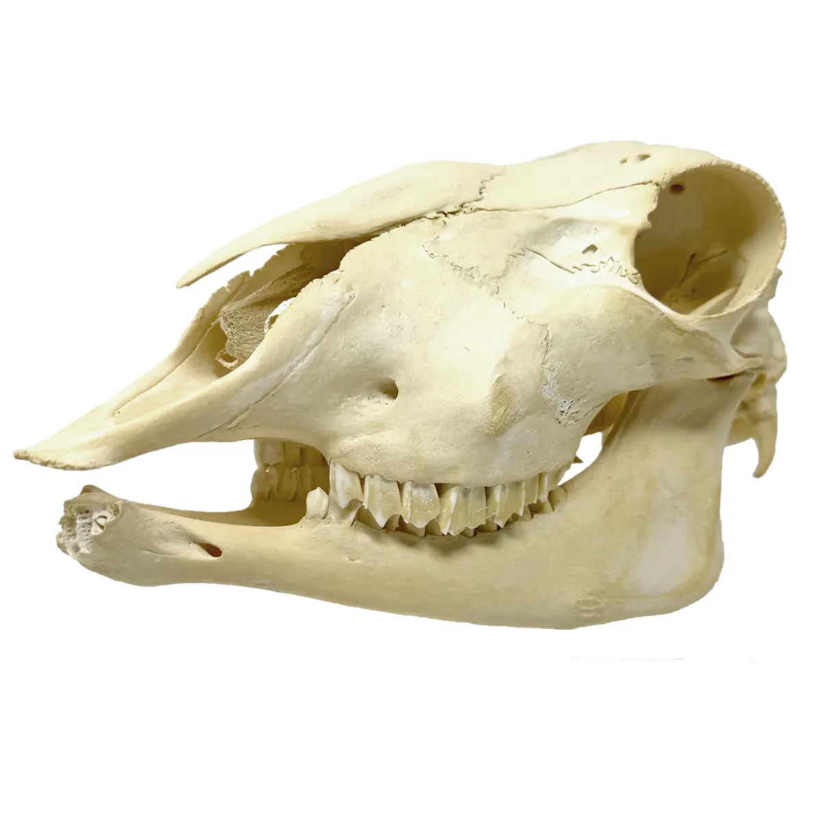 NH3521 Natural Sheep Skull