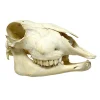 NH3522 Natural Sheep Skull