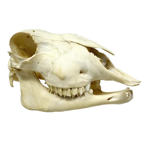 Natural Sheep Skull