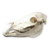 Belgium Draft Horse Real Skull