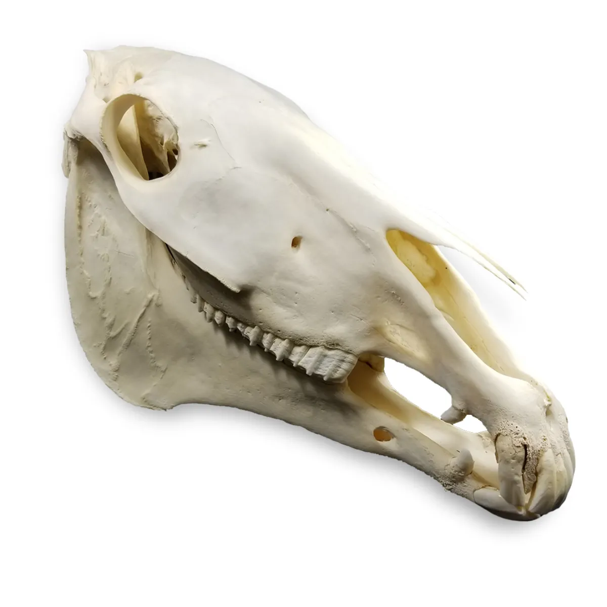Belgium Draft Horse Real Skull