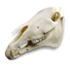Belgium Draft Horse Real Skull