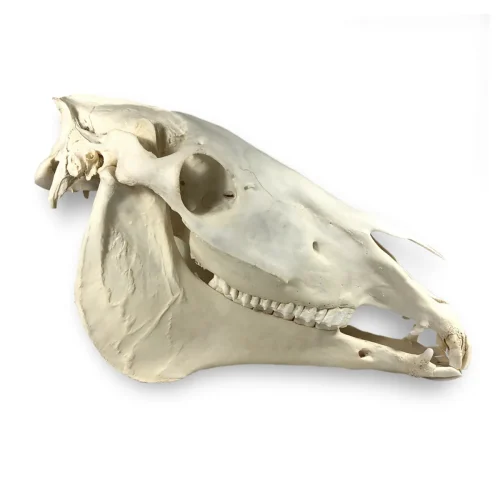 Massive Clydesdale Real Horse Skull