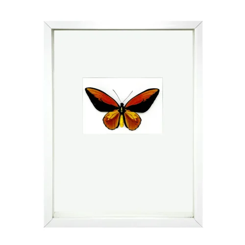 Wallace’s Golden Birdwing Shadowbox Frame