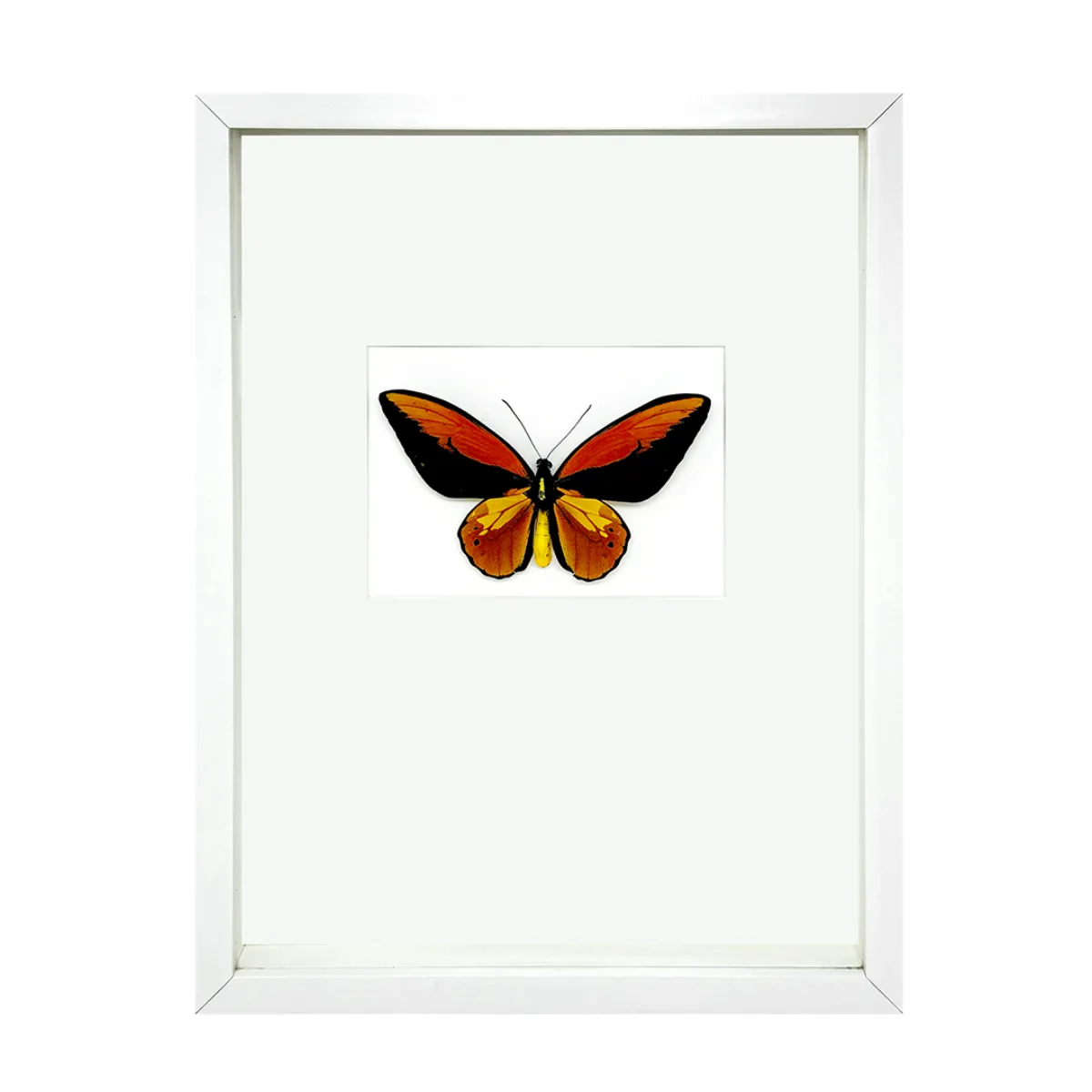 Wallace’s Golden Birdwing Shadowbox Frame