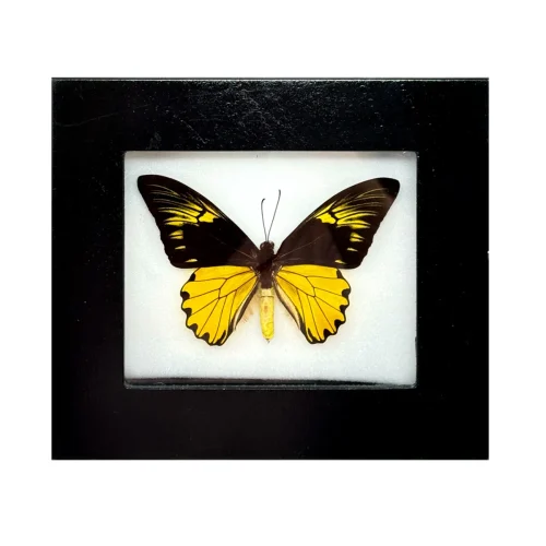 Malay Birdwing Butterfly Shadowbox Frame