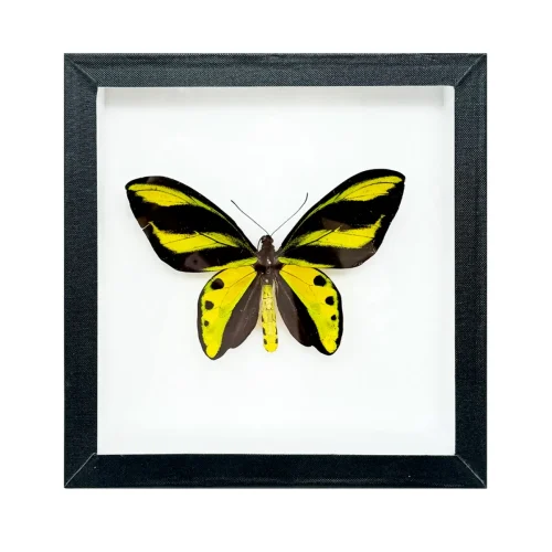 Tithonus Birdwing Butterfly Shadowbox Frame