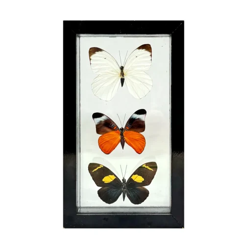 Real Taxidermy Butterfly Collection