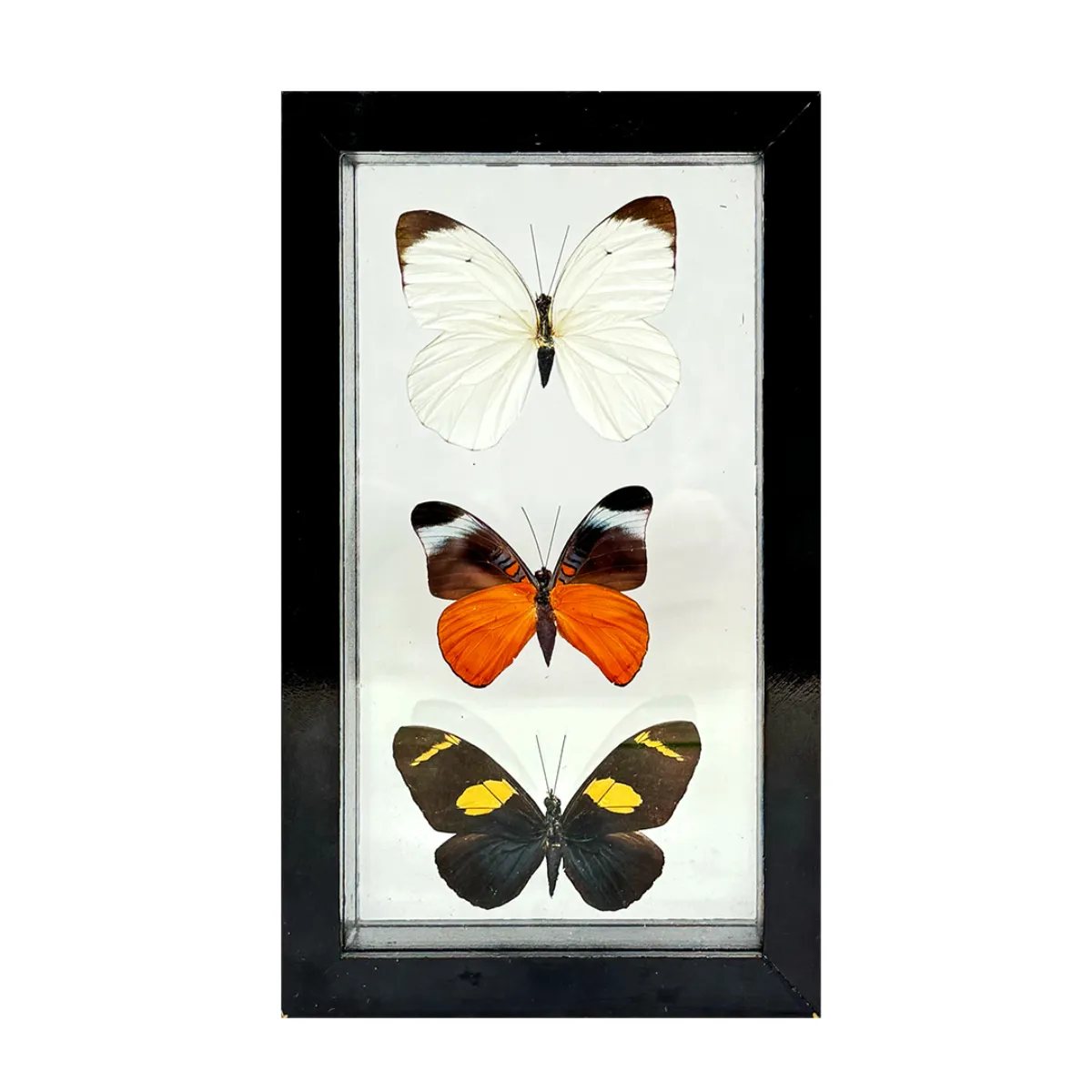 Real Taxidermy Butterfly Collection