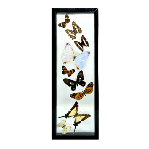 Real Taxidermy Butterfly Collection