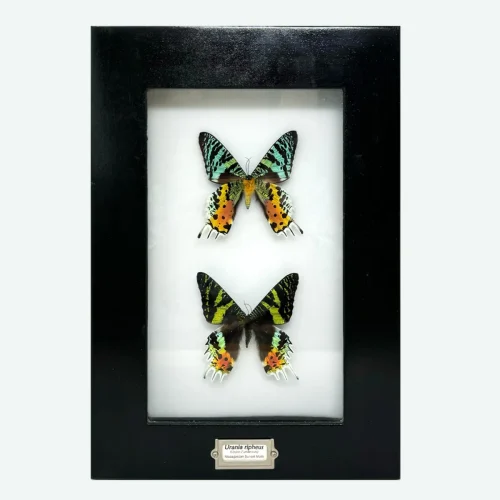 Real Taxidermy Madagascan Sunset Moths Shadowbox Frame