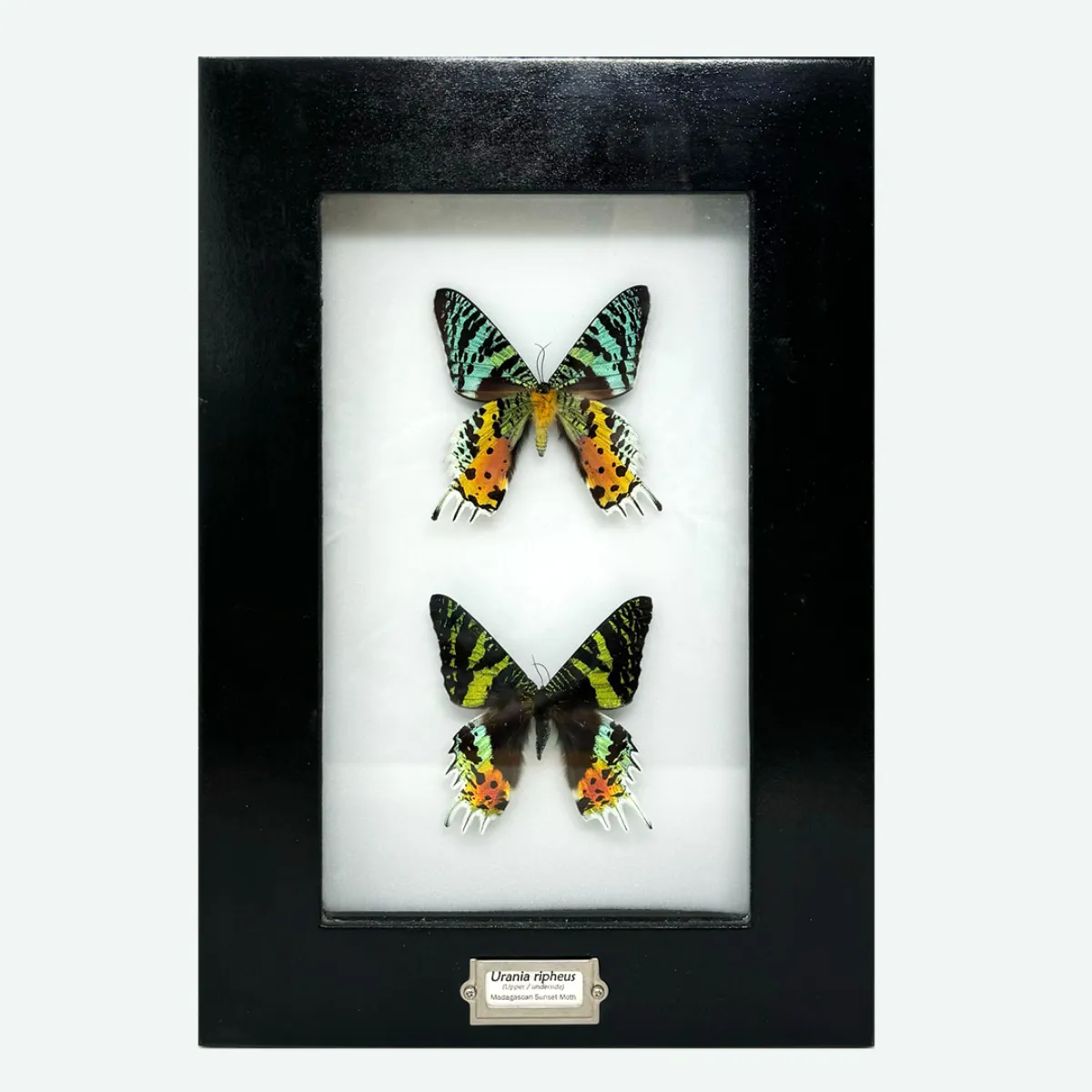 Real Taxidermy Madagascan Sunset Moths Shadowbox Frame