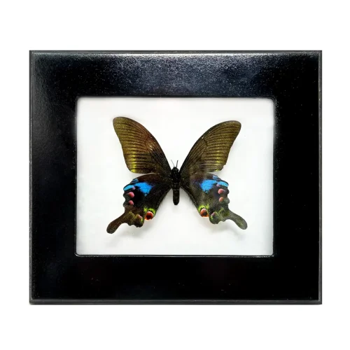 Real Taxidermy Blue Peacock Butterfly
