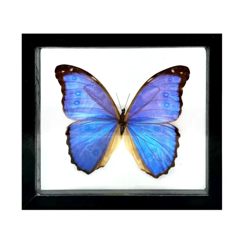 Real Taxidermy Blue Morpho Butterfly