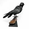 Vintage Crow Taxidermy Antique Shoe Last Mount
