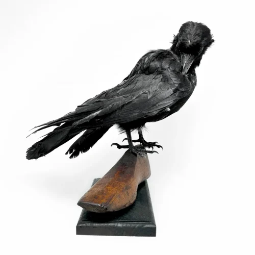 NH3631 Vintage Crow Taxidermy Antique Shoe Last Mount